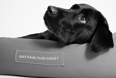 Cloud7 exklusiver Hundebetten